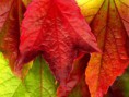 /album/autunno-e-i-suoi-frutti/autunno-e-frutti-autunnali-8-jpg/